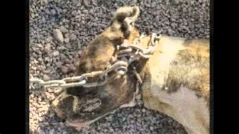 Chained Dogs Suffer Youtube