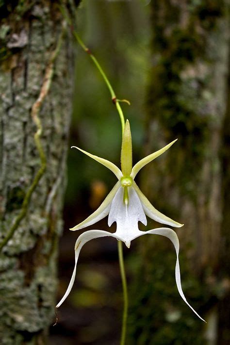 Infamous Ghost Orchid—fakahatchee Strand Florida Everglades Ghost