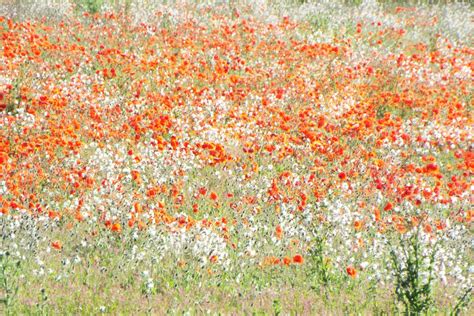 Free Images Nature Blossom Field Meadow Prairie Leaf Flower