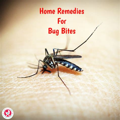 8 Effective Home Remedies For Bug Bites