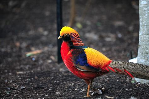 Golden Pheasant Bird Colorful Gold 3 Wallpapers Hd Desktop And