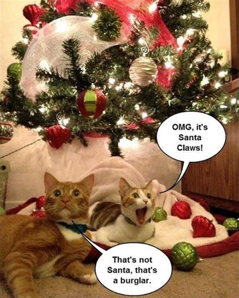 Funny Christmas Cats 30 Pics