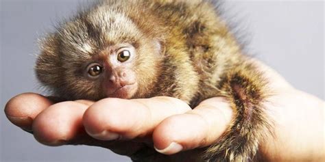Nace Un Nuevo Tití Pigmeo El Mono Más Pequeño Del Mundo En El Zoo De