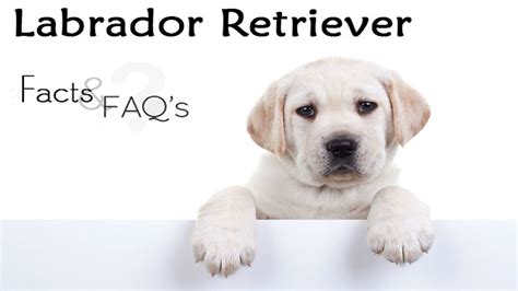 Labrador Dogs Facts In Hindi Dog Facts Popular Dogs