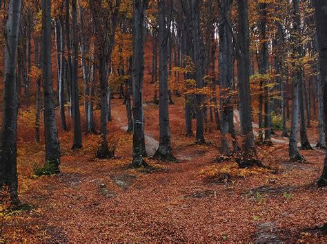 Trees In Forest During Autumn · Free Stock Photo