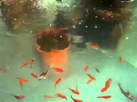 Exceptions to this rule include. Koi fish and Gold fish stock tank garden pond - YouTube
