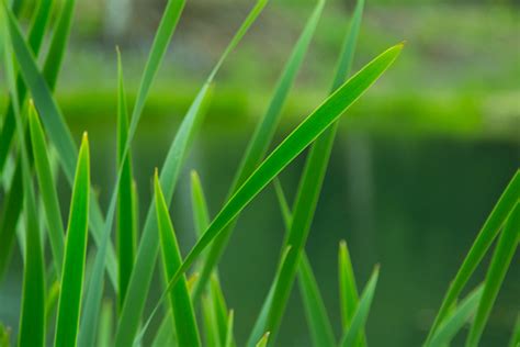 Green Grass Free Stock Photo Public Domain Pictures