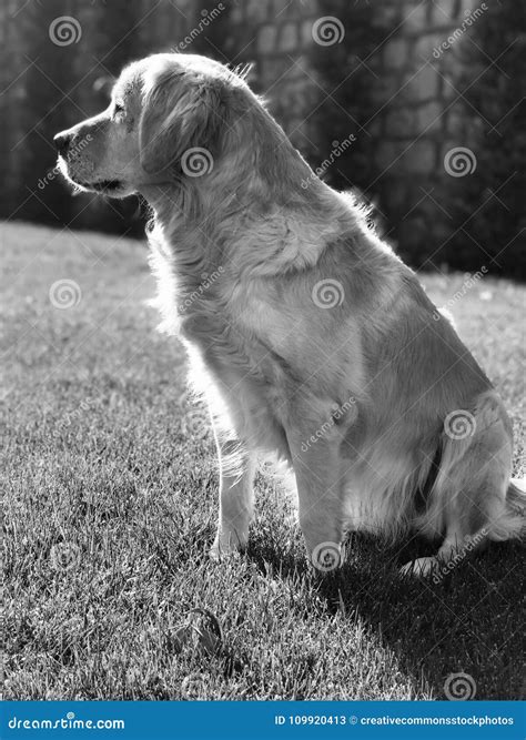 Golden Retriever In Grayscale Photography Picture Image 109920413