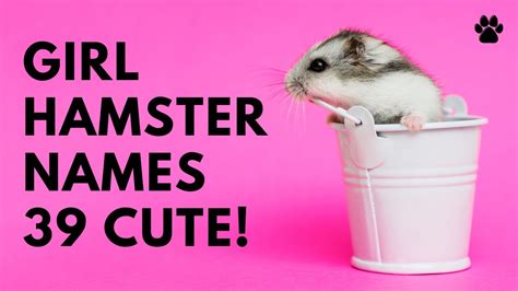 🐹 Girl Hamster Names 39 💕 Cute 💖 Best Ideas Names Youtube