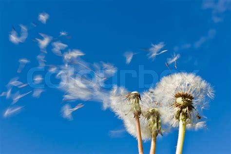Dandelions Blowing In The Wind Stock Image Colourbox