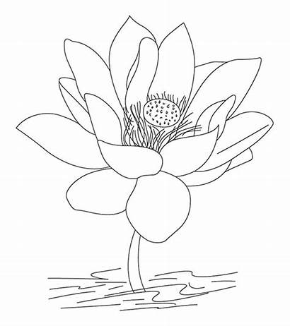 Coloring Pages Flower Lotus India Countries Printable