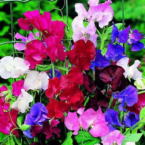 Sweet Pea Seeds Spencer Special Mix