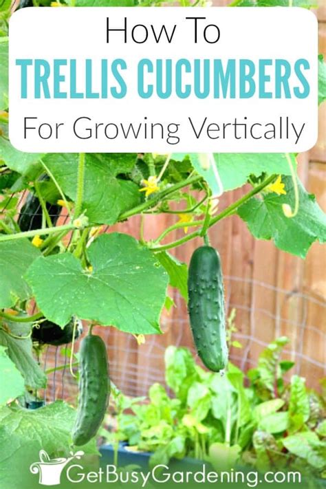 Tools 1 choose your cucumbers. Growing Cucumbers On A Trellis & Reasons To Grow Them ...