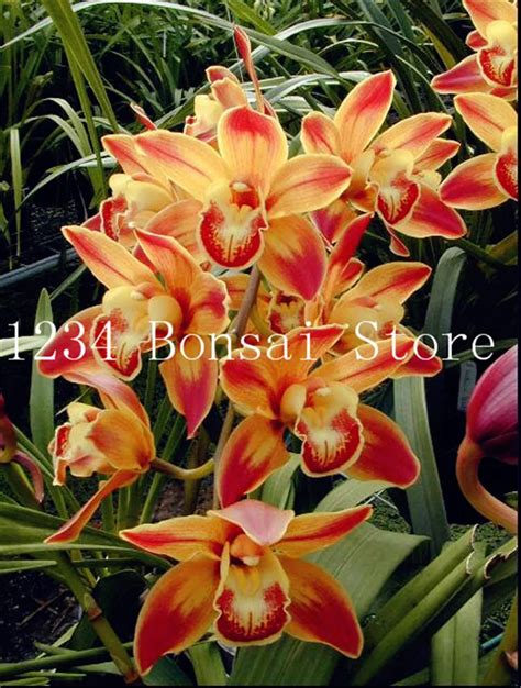 Sale 100 Pcs Exotic Cymbidium Flore Rainbow Chinese Orchid Flower Indoor Bonsai Potted Orquideas
