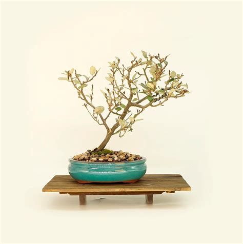 Japanese Elaeagnus Bonsai Tree Will Do You Good Collection From Live