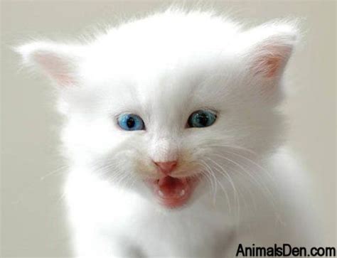 Blue Eyes Kittens Cutest Cute Cats Cats And Kittens