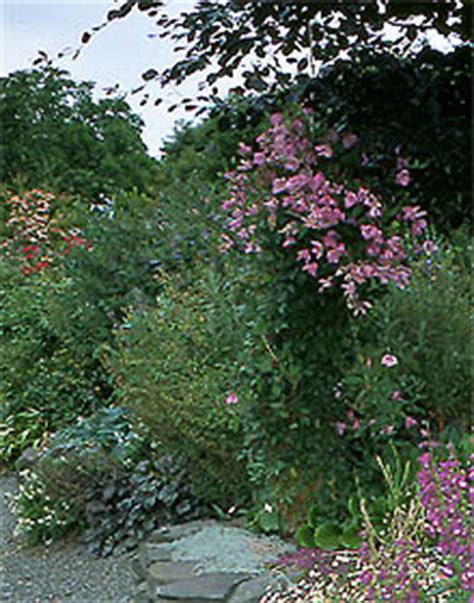 There are 186 solitary clematis for sale on etsy, and they cost 9,45 $ on average. Solitary clematis and the whole Clematis Integrifolia Group