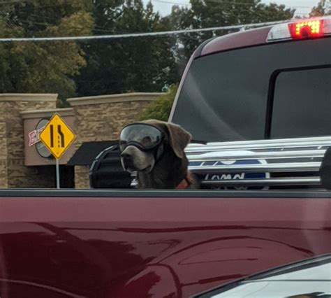 This Dog Wearing Goggles In The Back Of A Pickup Rmildlyinteresting