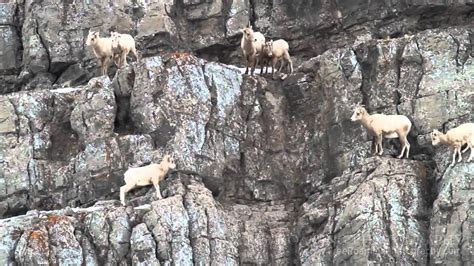 Bighorn Sheep On Cliff Youtube