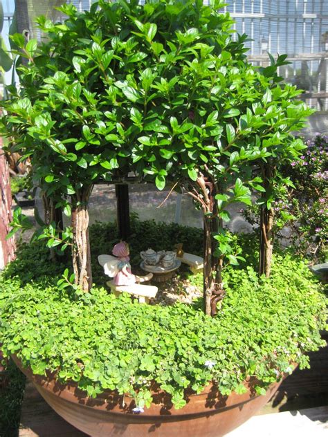 Best Living Plants For Miniature Gardens Resource Guide Artofit