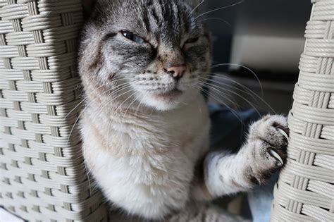 Vote For Your 15 Favourite Rude Cats May Picture Of The Month