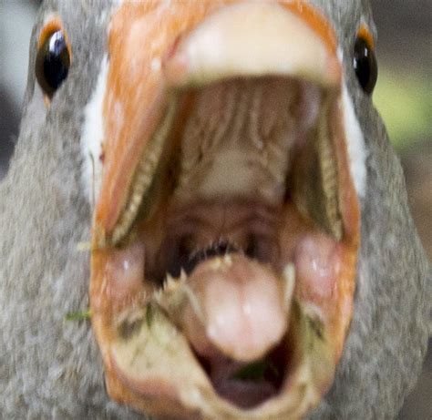 I Just Learned Geese Have Teeth On Their Tongues And I Hate It