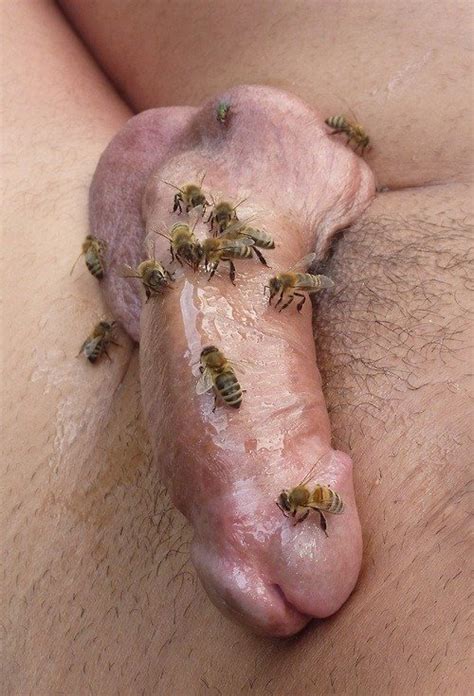 XXX Extreme Insect Torture Pussy King X Porno