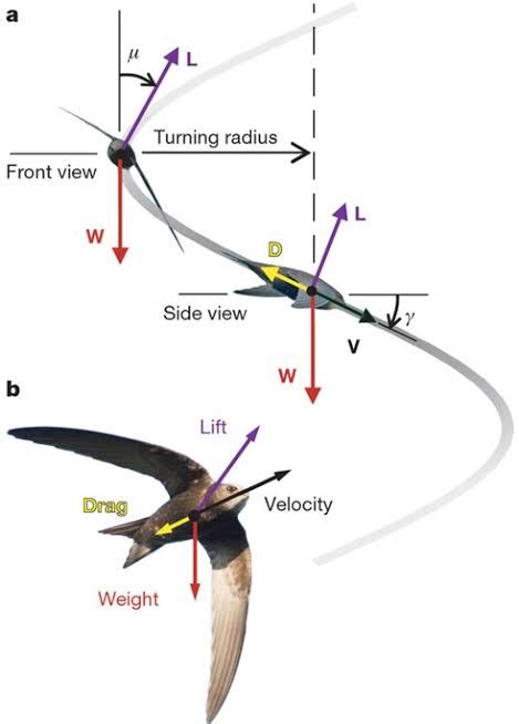 Vet Universe How Does A Bird Flythe Flying Mechanism Of Birds And The