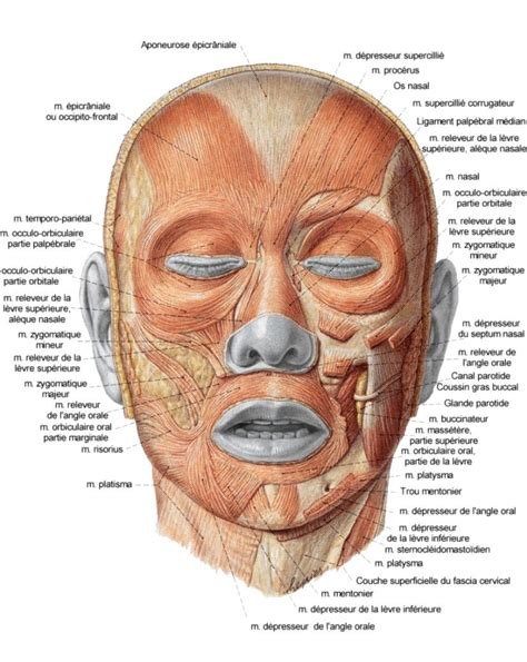 Muscle Diagram Face Exercises Natural Face Lift