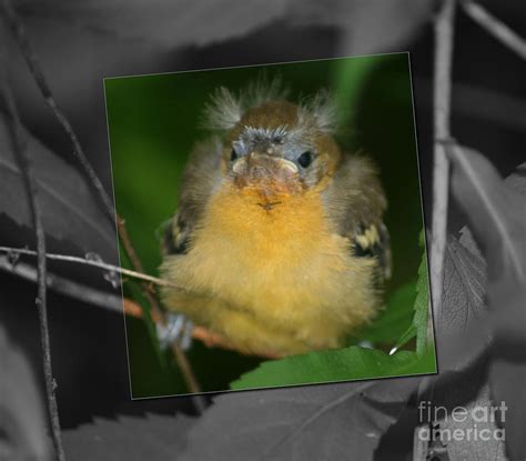 Baby Oriole Bird Photograph By Smilin Eyes Treasures Fine Art America
