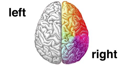 Corballis mc (2014) left brain, right brain: Left Brain Right Brain Wallpapers - Wallpaper Cave