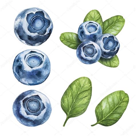 blueberry watercolor botanical illustrations stock vector image by ©brontazavra 124885870