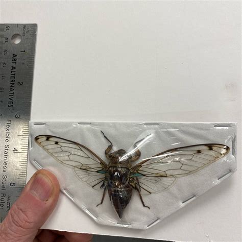 Cicada Champaka Viridimaculata Paperedspread Specimen Nātür