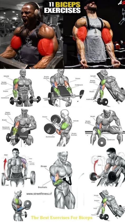 The 15 Best Bicep Workouts And Exercises Of All Time Big Biceps Workout
