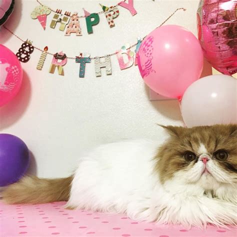 7 Fun Ways To Celebrate Your Cats Birthday