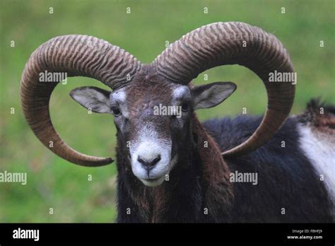 Mufflon Ovis Ammon Musimon Stock Photo Alamy