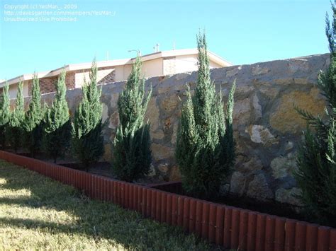 Plantfiles Pictures Chinese Juniper Blue Point Juniperus Chinensis By Yesman