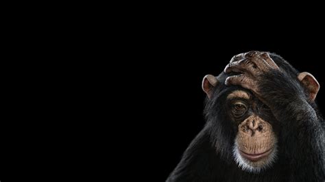 Wallpaper Simple Background Photography Monkey Mammals