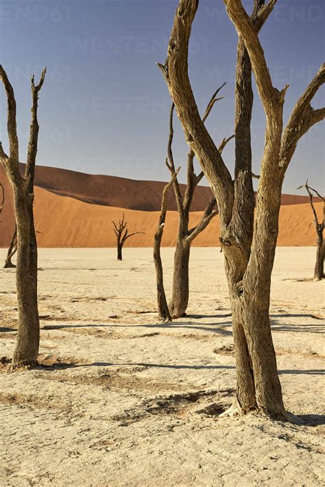 Dead Trees In Deadvlei Sossusvlei Namib Desert Namibia Stock Photo