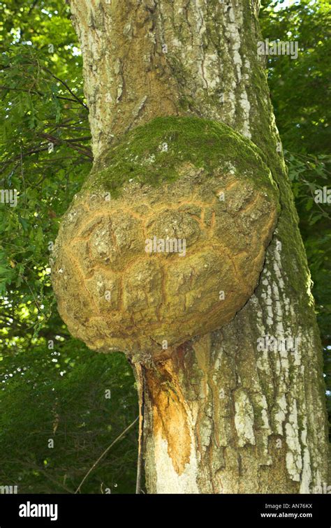 An Excrescence Or Wart Like Growth On An Oak Tree Stock Photo Alamy
