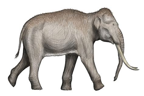 Fossilised Footprints Of Extinct Species Of Elephants Reveal A