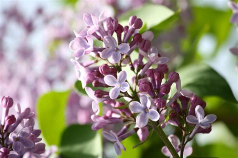 Libera per usi commerciali ✓ attribuzione non richiesta ✓. 25 Fiori Lilla A Grappolo - Inidpfohor