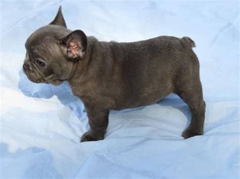 Welcome to french bulldog inc. Blue French Bulldog Puppies - AKC for Sale in Ocala ...