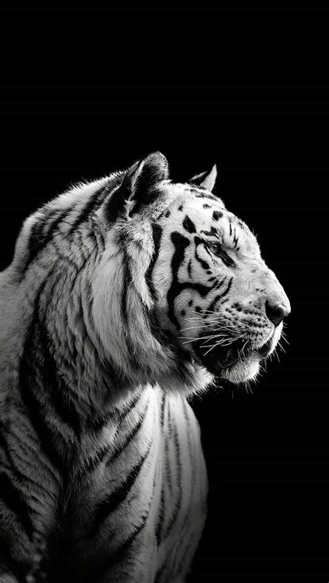 537 Wallpaper Harimau Putih Full Hd Free Download Myweb