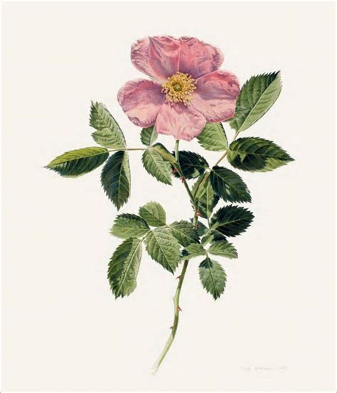 Botanical Illustration By Rory Mcewen Botanical Drawings Botanical