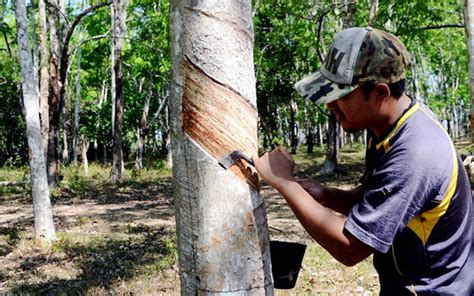 Kok added that malaysia continued to view the delegated act as a discredit to the malaysian palm oil industry's commitment towards mandatory sustainability. Teresa Kok: Rubber to surpass palm oil's contribution to ...