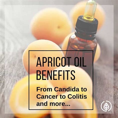 Apricot Oil Benefits Candida To Cancer And More All Natural Ideas