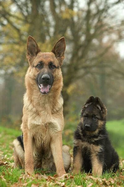 Pastoral German Shepherd Dog Gallery Available As Framed Prints