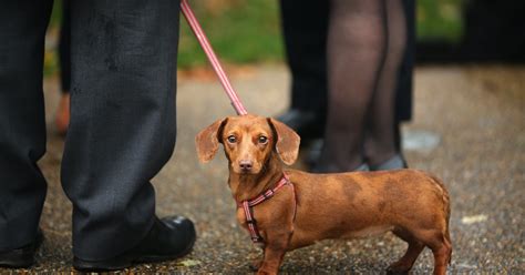 Dennis The Dachshund Lost A Ton Of Weight In A Heartwarming Get