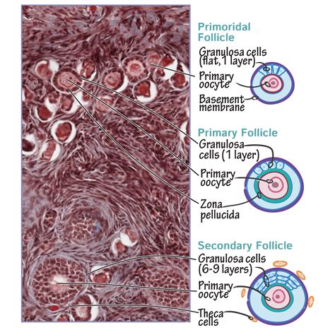 Histology Glossary Histology Ovarian Follicle Draw It To Know It